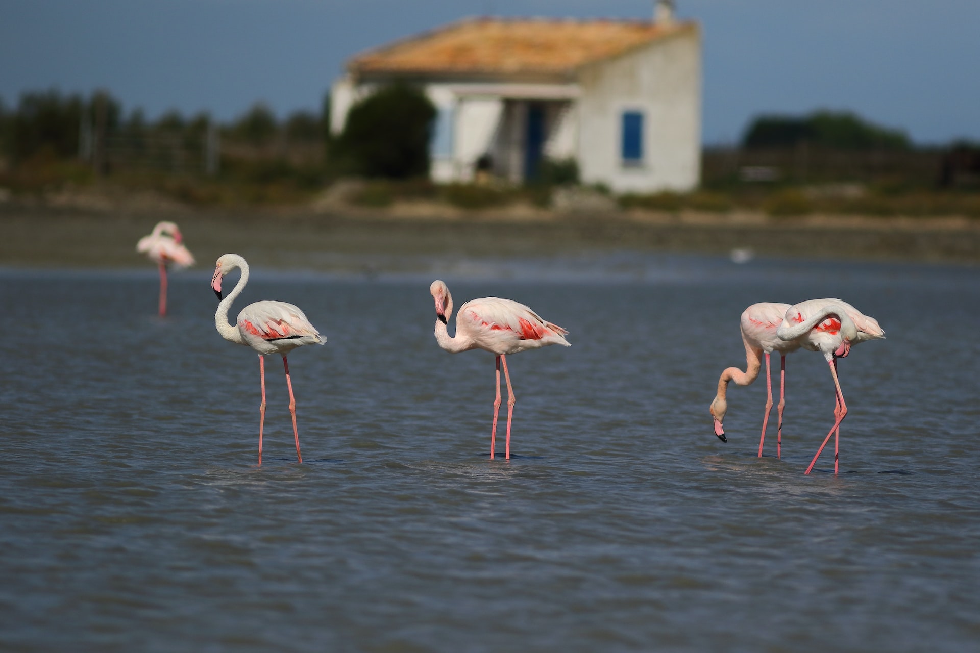 a group of flamingos in a body of water